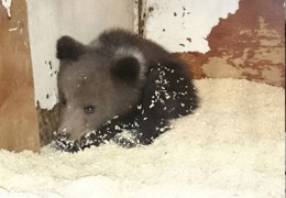 Найденный в Новой Москве медвежонок вернется в естественную среду обитания