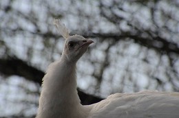 В Московском зоопарке впервые за 10 лет появился белый павлин