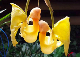 В «Аптекарском огороде» зацвели алкогольные орхидеи